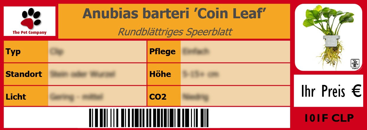 Anubias barteri ’Coin Leaf’ Rundblättriges Speerblatt 105 x 38 mm