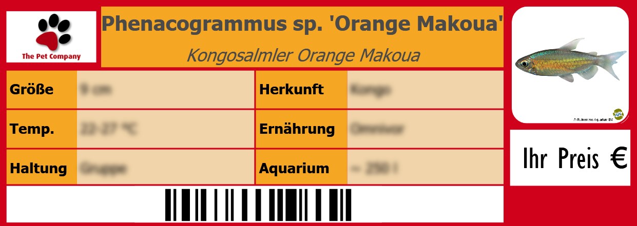 Phenacogrammus sp. 'Orange Makoua' Kongosalmler Orange Makoua 105 x 38 mm