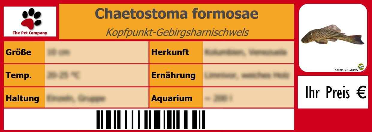 Chaetostoma formosae Kopfpunkt-Gebirgsharnischwels 105 x 38 mm
