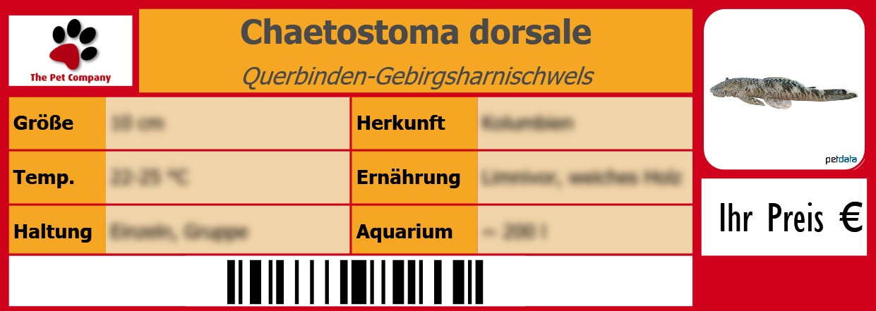 Chaetostoma dorsale Querbinden-Gebirgsharnischwels 105 x 38 mm