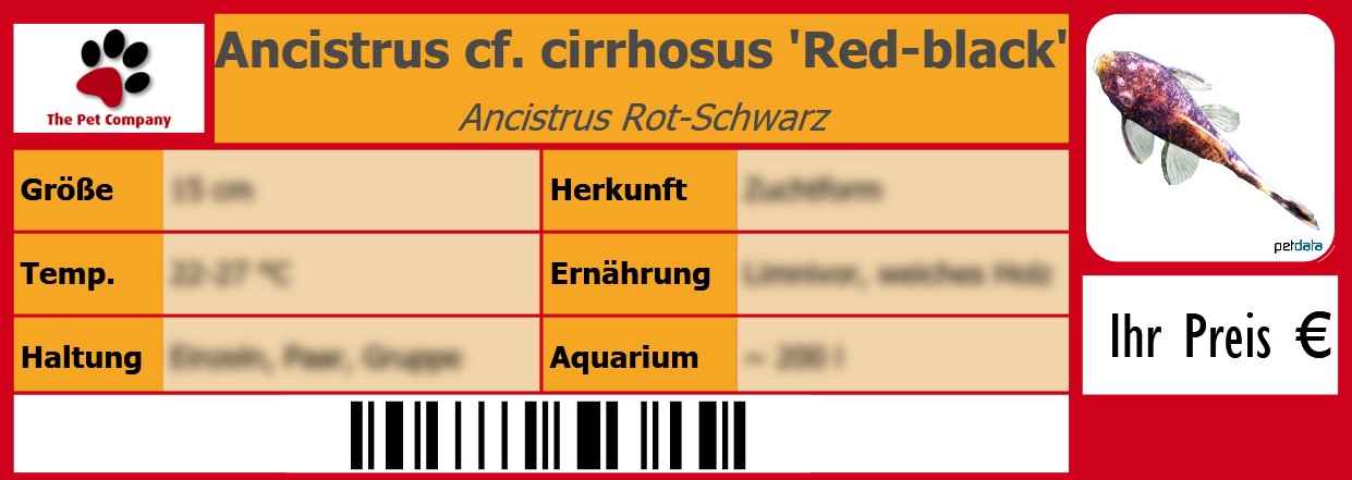 Ancistrus cf. cirrhosus 'Red-black' Ancistrus Rot-Schwarz 105 x 38 mm
