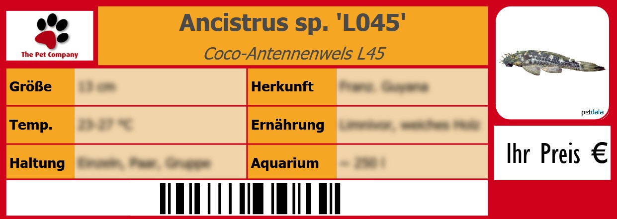 Ancistrus sp. 'L045' Coco-Antennenwels L45 105 x 38 mm
