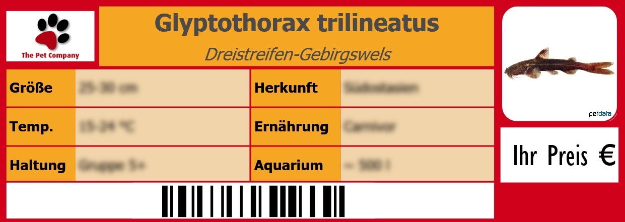 Glyptothorax trilineatus Dreistreifen-Gebirgswels 105 x 38 mm