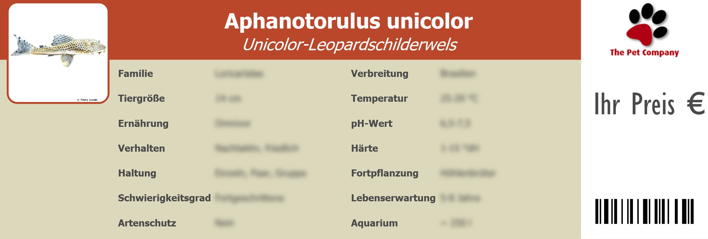 Aphanotorulus unicolor Unicolor-Leopardschilderwels 195 x 66 mm