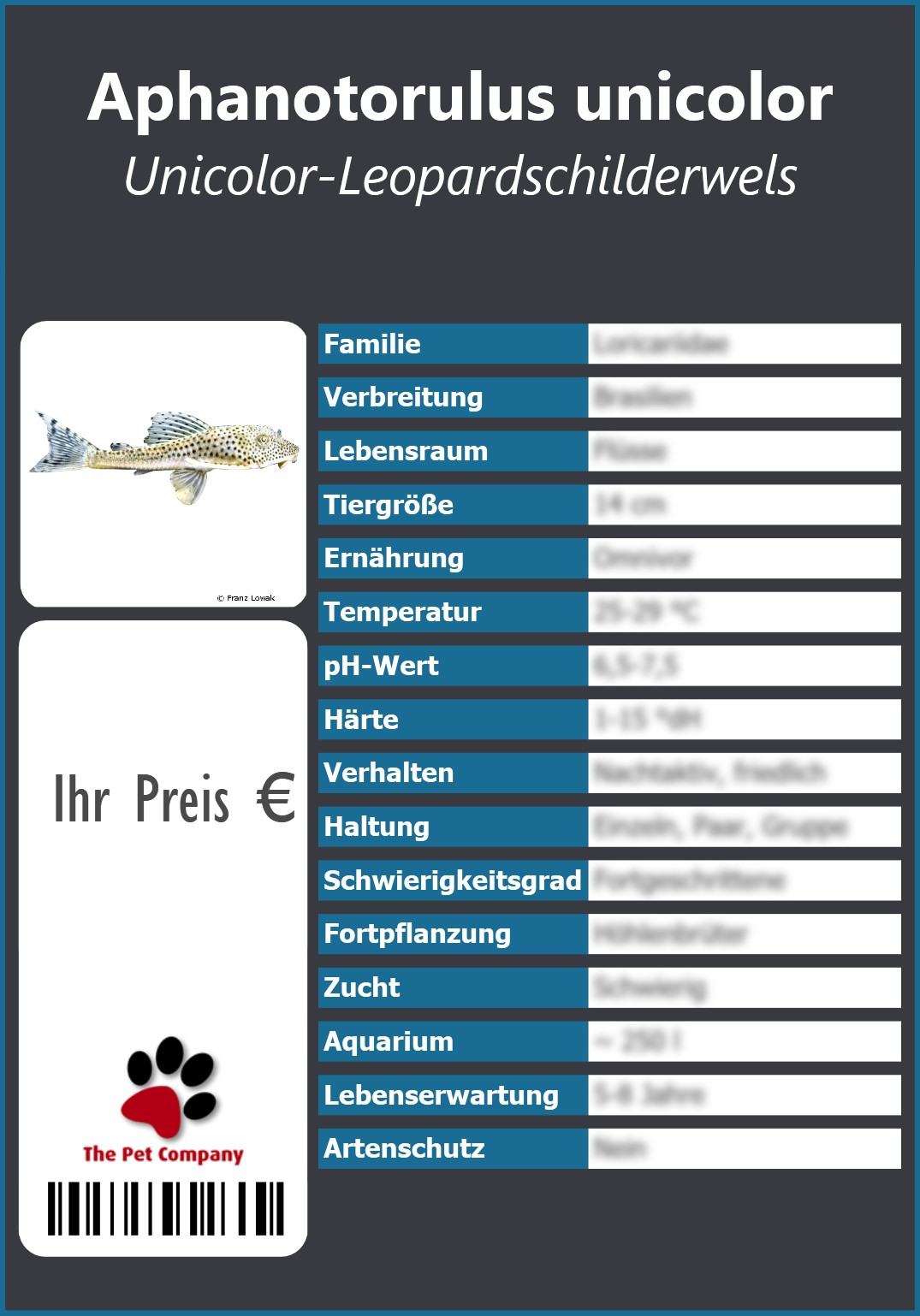 Aphanotorulus unicolor Unicolor-Leopardschilderwels 91 x 130 mm