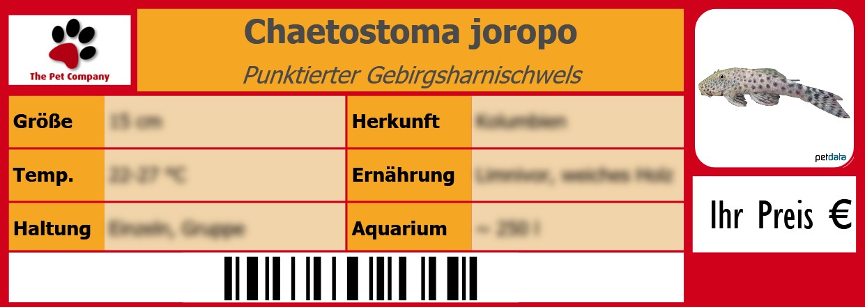 Chaetostoma joropo Punktierter Gebirgsharnischwels 105 x 38 mm