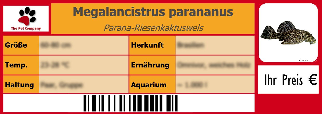 Megalancistrus parananus Parana-Riesenkaktuswels 105 x 38 mm