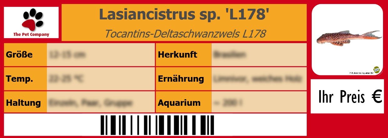 Lasiancistrus sp. 'L178' Tocantins-Deltaschwanzwels L178 105 x 38 mm