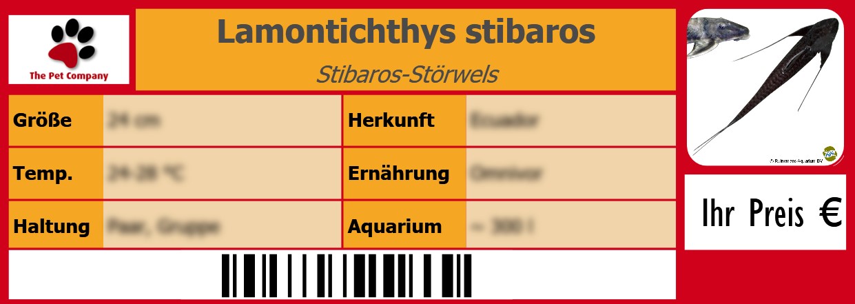 Lamontichthys stibaros Stibaros-Störwels 105 x 38 mm
