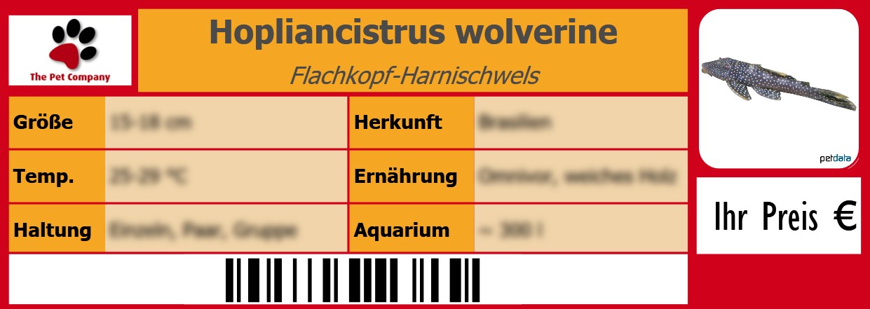 Hopliancistrus wolverine Flachkopf-Harnischwels 105 x 38 mm