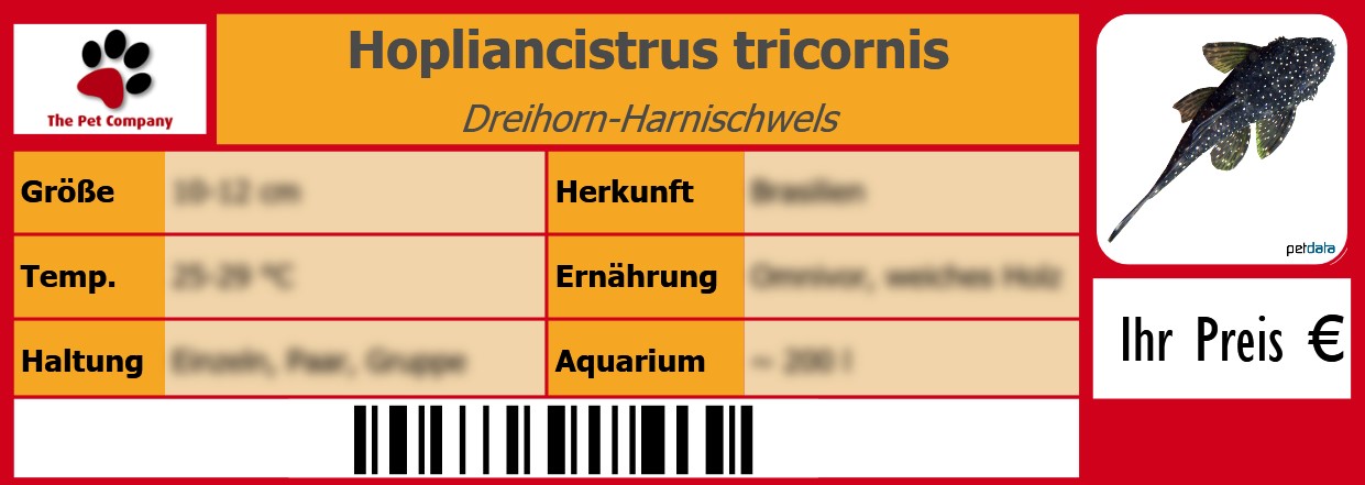 Hopliancistrus tricornis Dreihorn-Harnischwels 105 x 38 mm