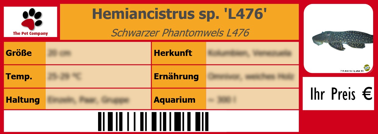 Hemiancistrus sp. 'L476' Schwarzer Phantomwels L476 105 x 38 mm