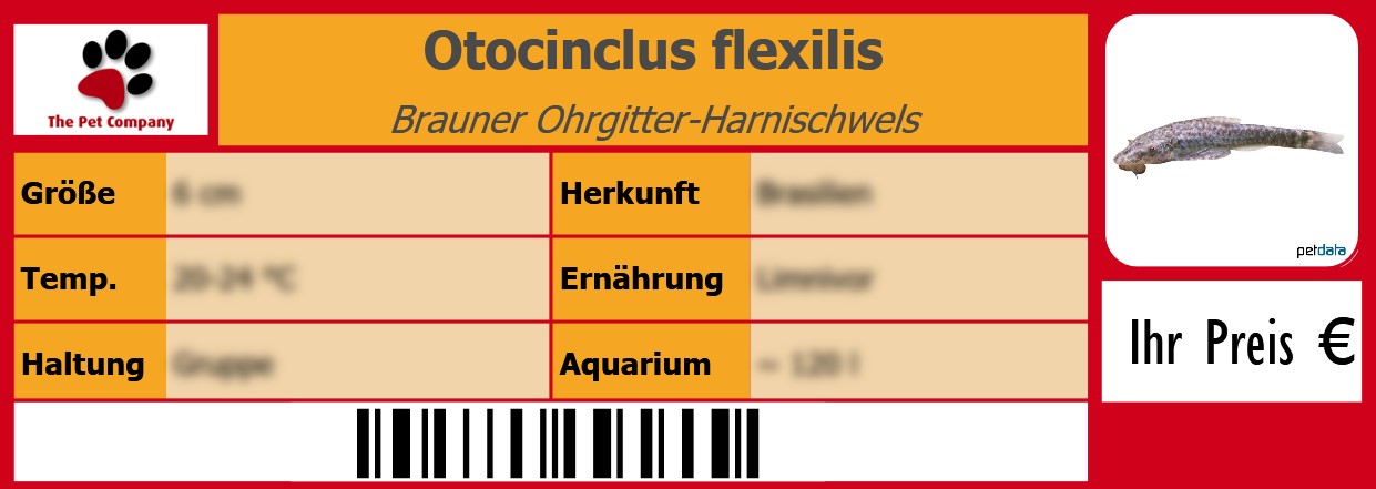 Otocinclus flexilis Brauner Ohrgitter-Harnischwels 105 x 38 mm