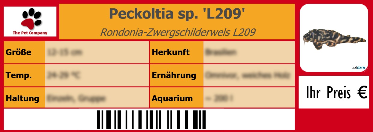 Peckoltia sp. 'L209' Rondonia-Zwergschilderwels L209 105 x 38 mm
