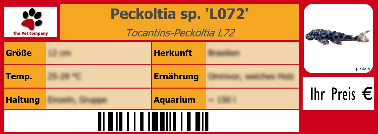 Peckoltia sp. 'L072' Tocantins-Peckoltia L72 105 x 38 mm