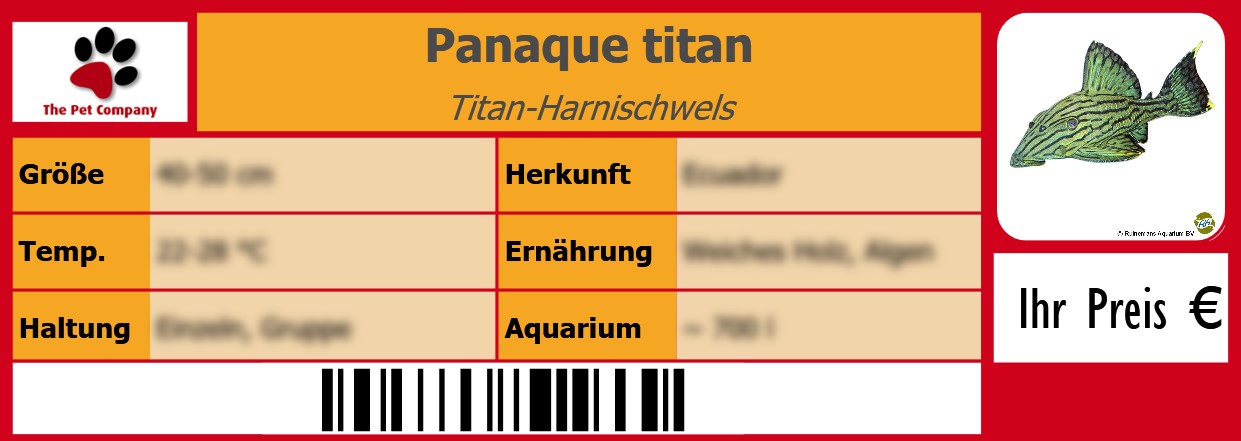 Panaque titan Titan-Harnischwels 105 x 38 mm