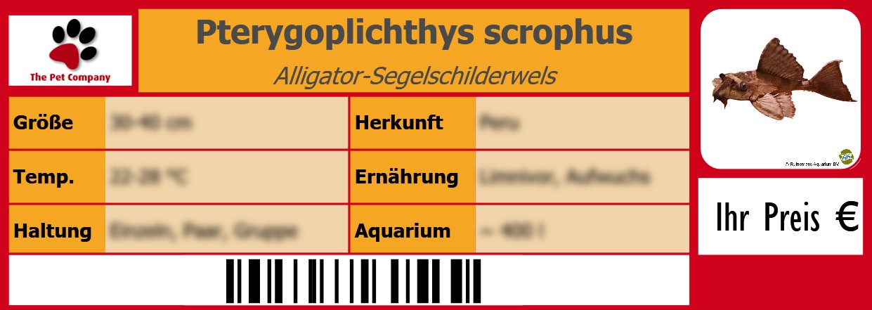 Pterygoplichthys scrophus Alligator-Segelschilderwels 105 x 38 mm