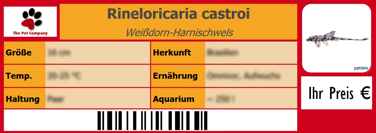 Rineloricaria castroi Weißdorn-Harnischwels 105 x 38 mm