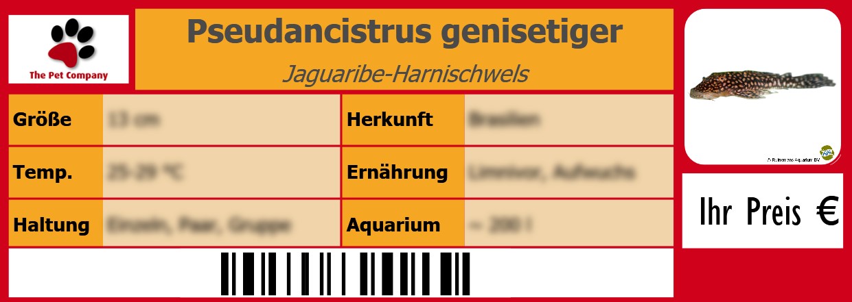 Pseudancistrus genisetiger Jaguaribe-Harnischwels 105 x 38 mm