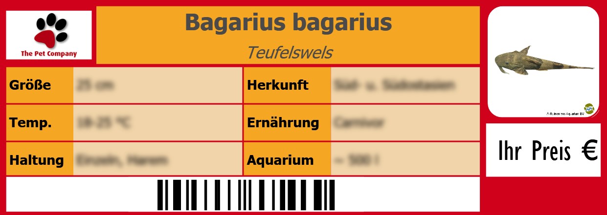 Bagarius bagarius Teufelswels 105 x 38 mm