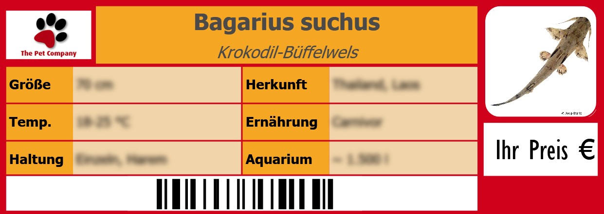 Bagarius suchus Krokodil-Büffelwels 105 x 38 mm