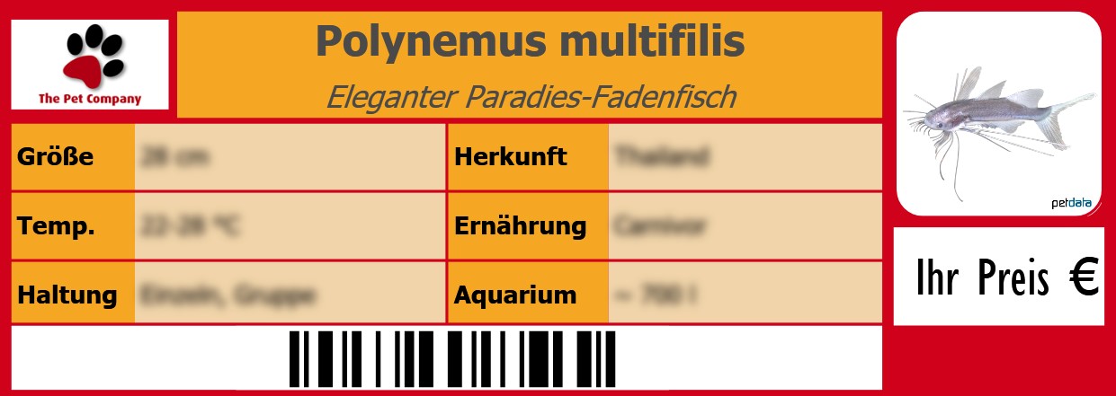 Polynemus multifilis Eleganter Paradies-Fadenfisch 105 x 38 mm