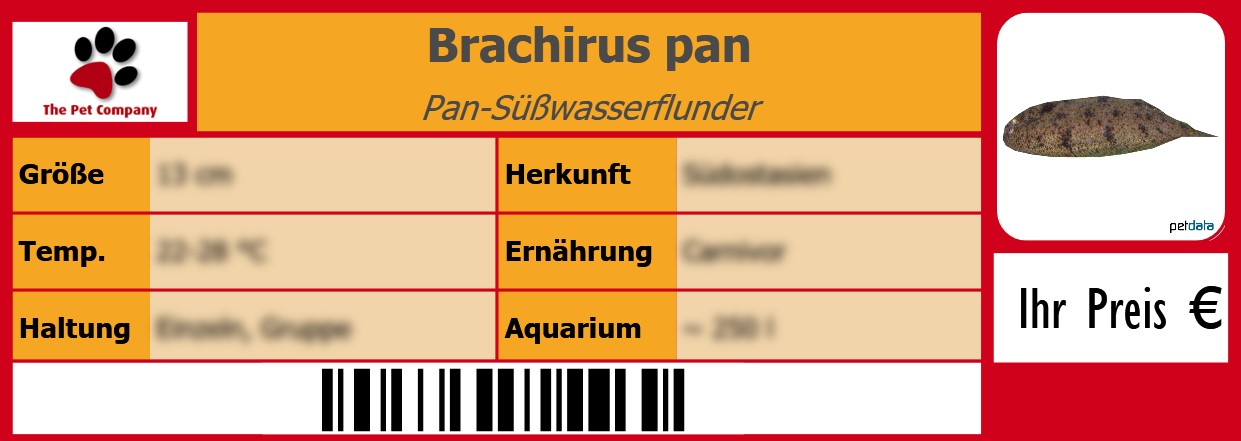 Brachirus pan Pan-Süßwasserflunder 105 x 38 mm