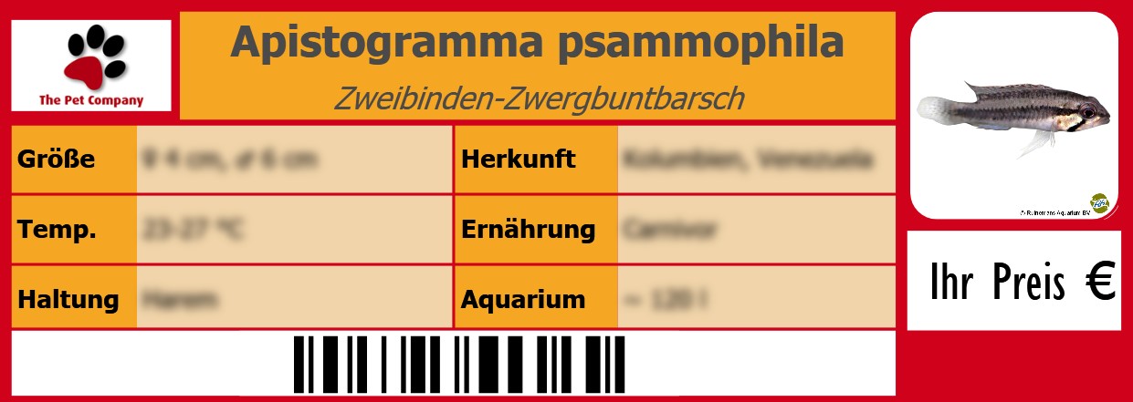 Apistogramma psammophila Zweibinden-Zwergbuntbarsch 105 x 38 mm