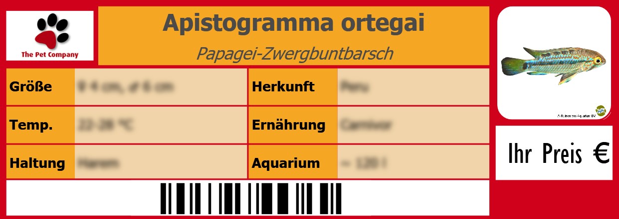 Apistogramma ortegai Papagei-Zwergbuntbarsch 105 x 38 mm
