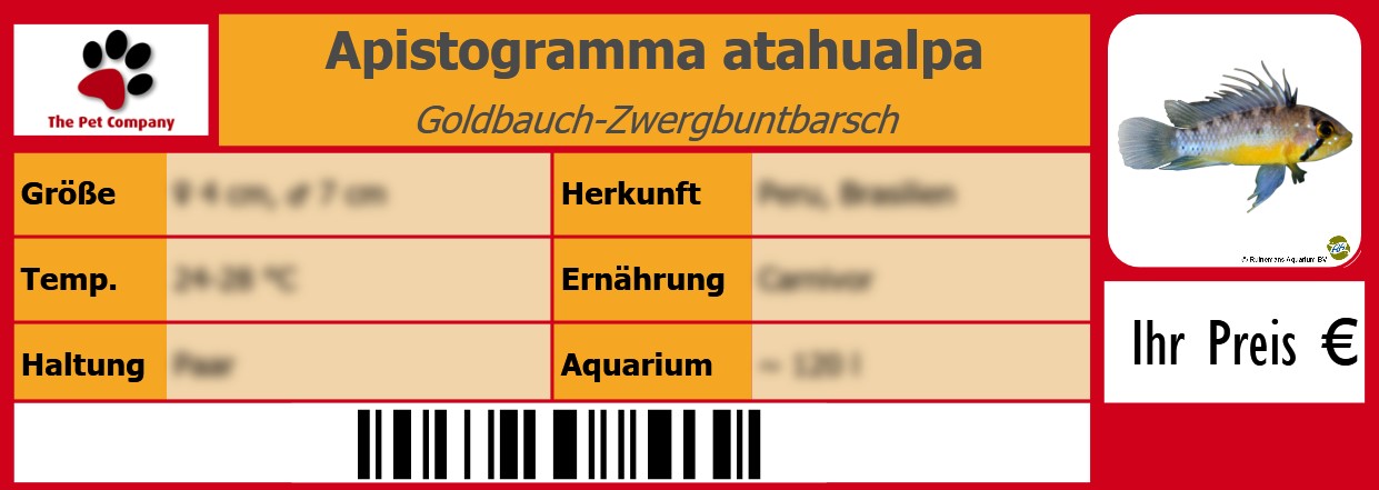 Apistogramma atahualpa Goldbauch-Zwergbuntbarsch 105 x 38 mm