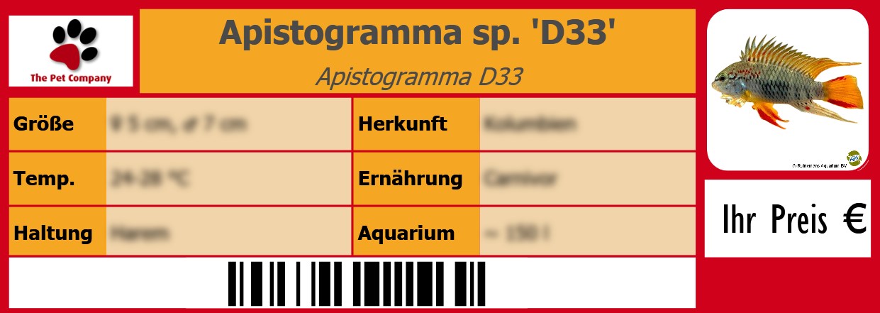 Apistogramma sp. 'D33' Apistogramma D33 105 x 38 mm