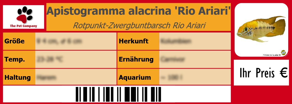 Apistogramma alacrina 'Rio Ariari' Rotpunkt-Zwergbuntbarsch Rio Ariari 105 x 38 mm