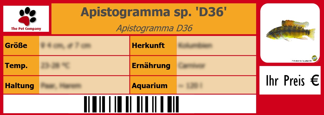 Apistogramma sp. 'D36' Apistogramma D36 105 x 38 mm
