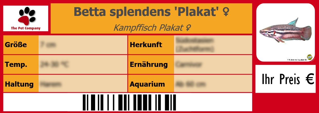 Betta splendens 'Plakat' ♀ Kampffisch Plakat ♀ 105 x 38 mm