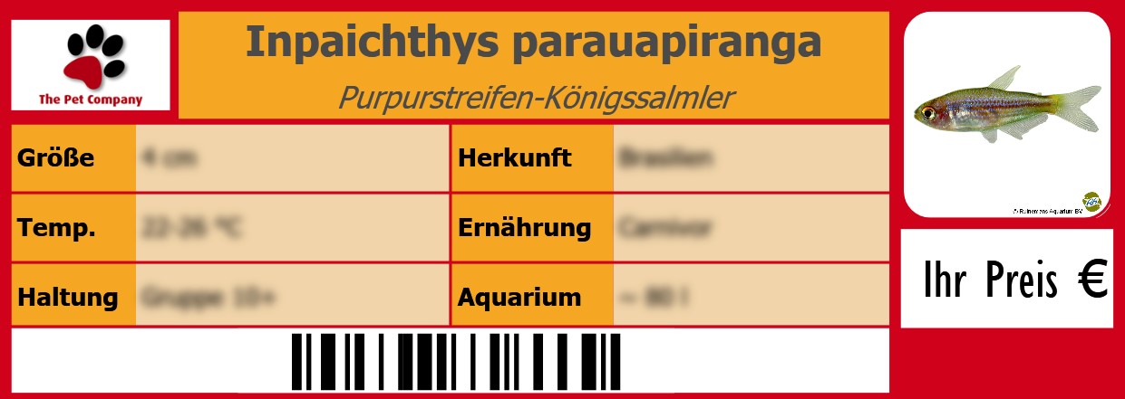 Inpaichthys parauapiranga Purpurstreifen-Königssalmler 105 x 38 mm