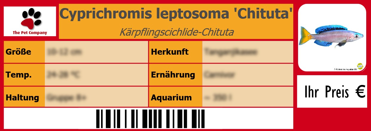 Cyprichromis leptosoma 'Chituta' Kärpflingscichlide-Chituta 105 x 38 mm