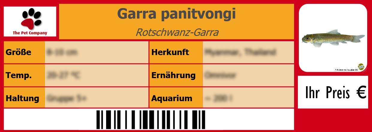 Garra panitvongi Rotschwanz-Garra 105 x 38 mm