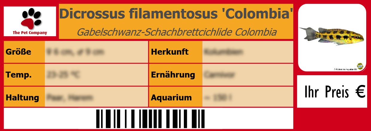 Dicrossus filamentosus 'Colombia' Gabelschwanz-Schachbrettcichlide Colombia 105 x 38 mm