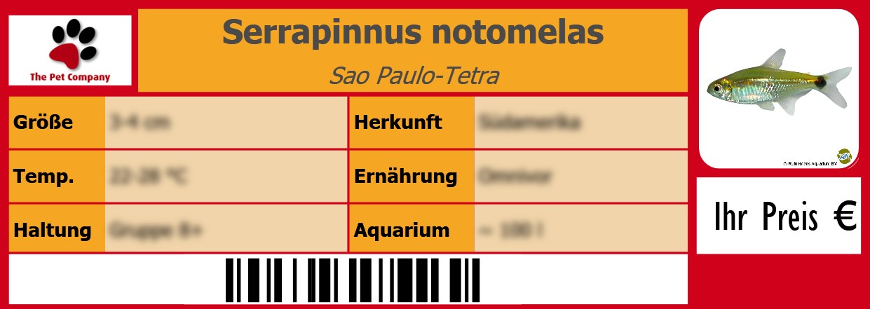 Serrapinnus notomelas Sao Paulo-Tetra 105 x 38 mm