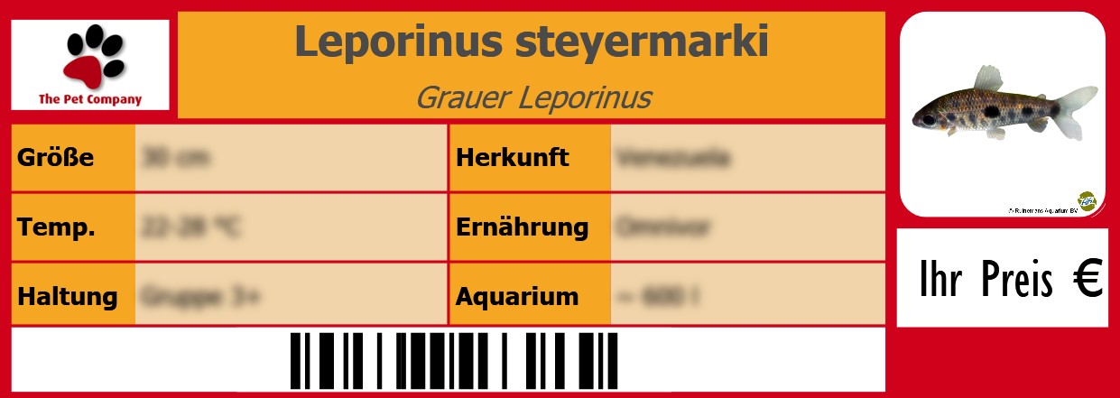 Leporinus steyermarki Grauer Leporinus 105 x 38 mm