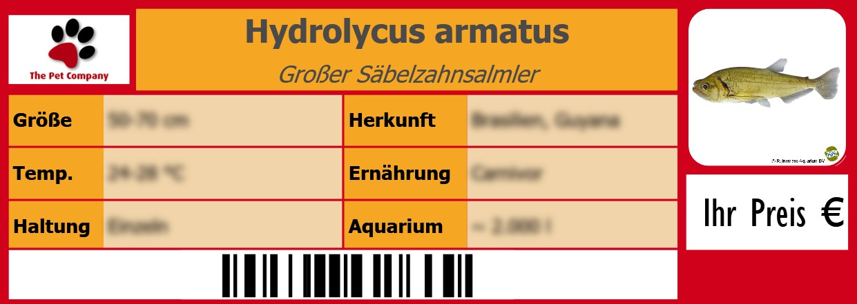 Hydrolycus armatus Großer Säbelzahnsalmler 105 x 38 mm