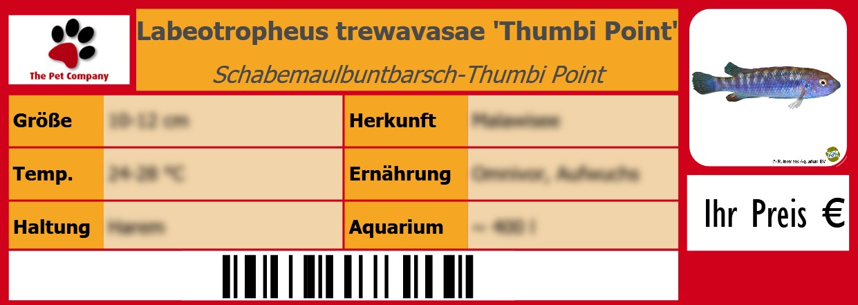 Labeotropheus trewavasae 'Thumbi Point' Schabemaulbuntbarsch-Thumbi Point 105 x 38 mm