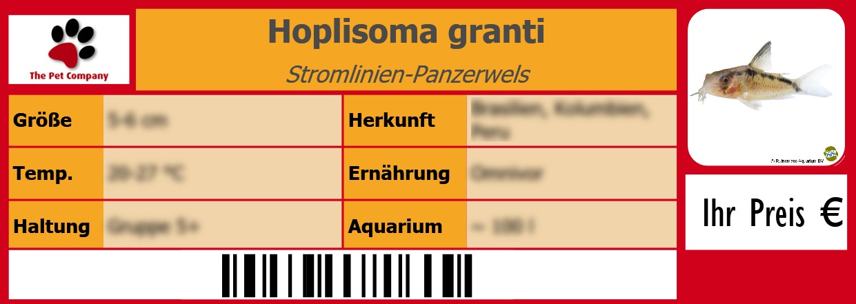 Hoplisoma granti Stromlinien-Panzerwels 105 x 38 mm