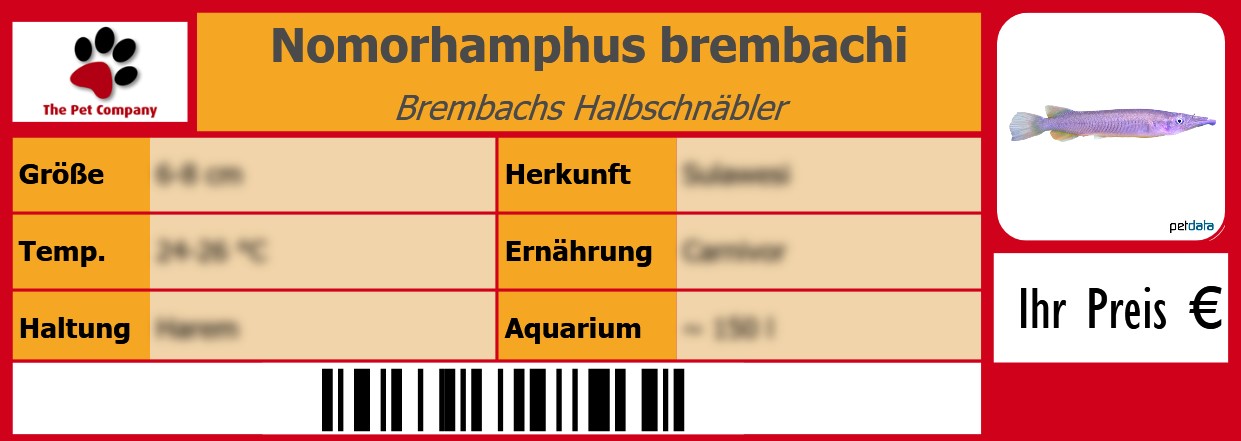 Nomorhamphus brembachi Brembachs Halbschnäbler 105 x 38 mm