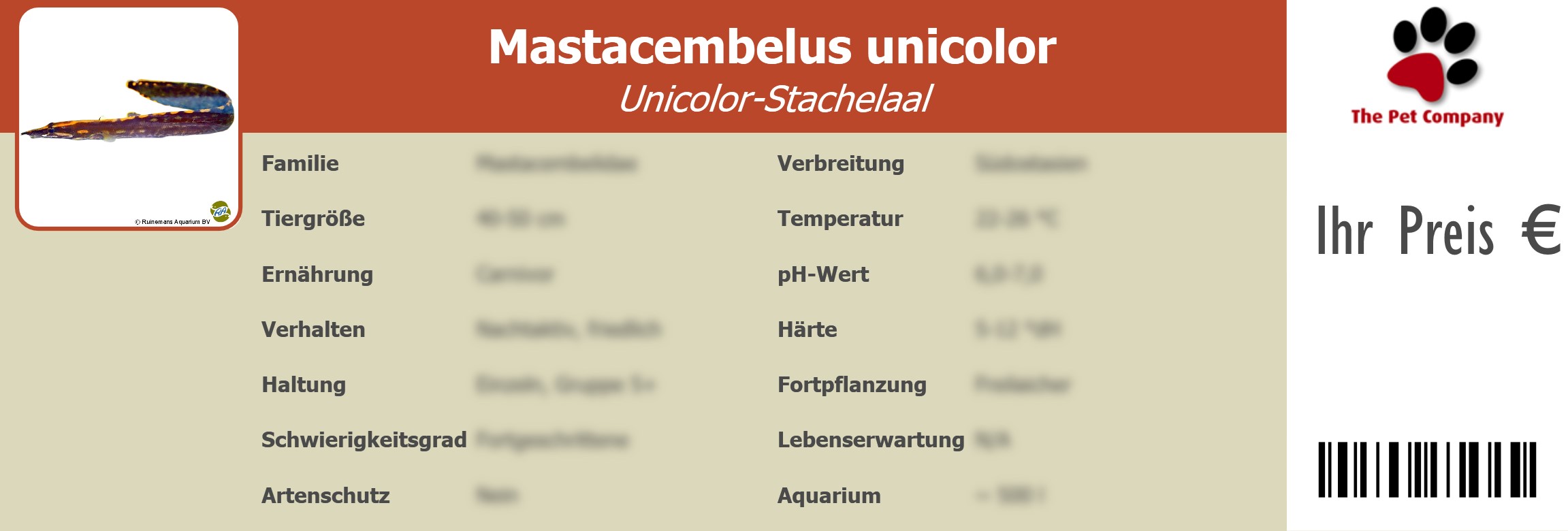 Mastacembelus unicolor Unicolor-Stachelaal 195 x 66 mm