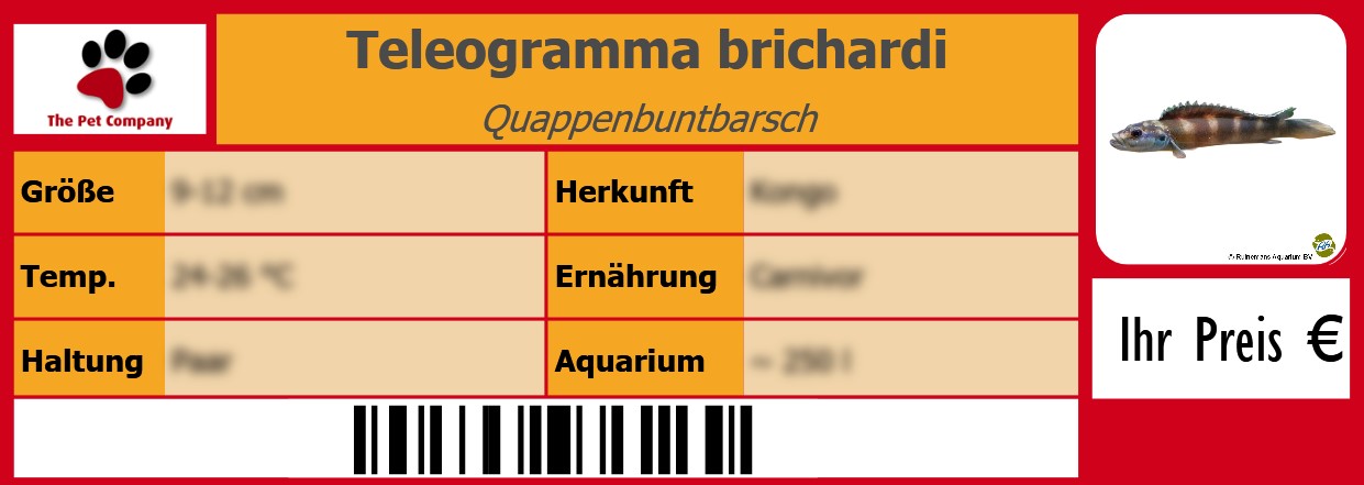 Teleogramma brichardi Quappenbuntbarsch 105 x 38 mm