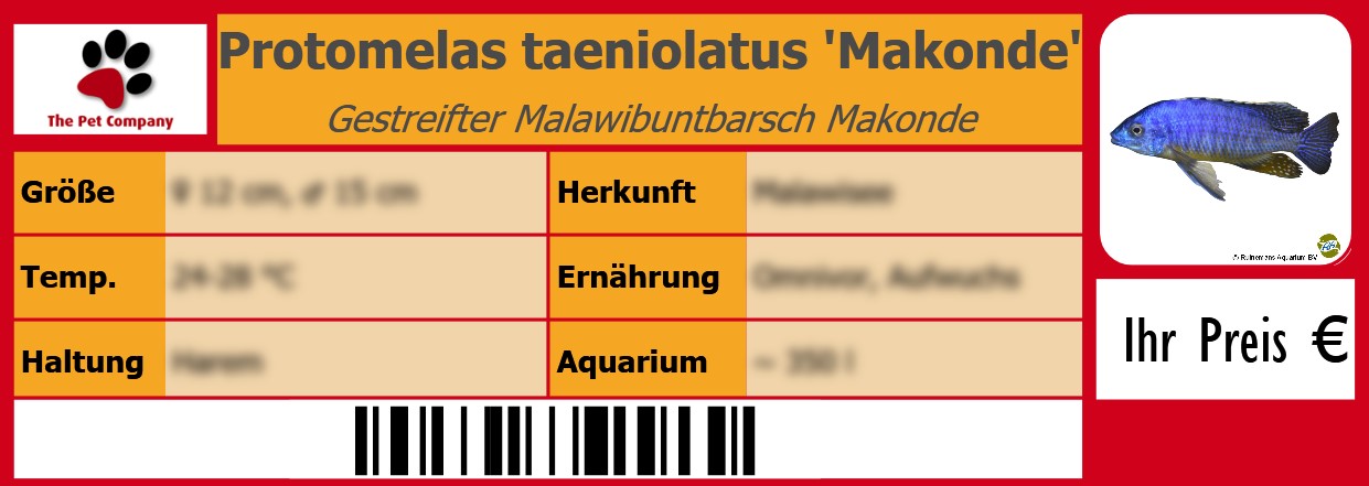 Protomelas taeniolatus 'Makonde' Gestreifter Malawibuntbarsch Makonde 105 x 38 mm