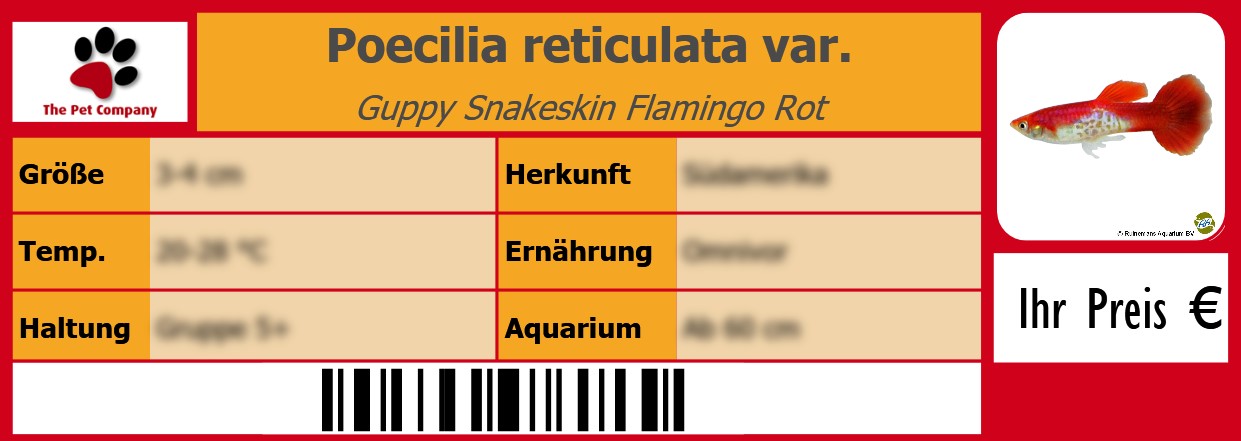 Poecilia reticulata var. Guppy Snakeskin Flamingo Rot 105 x 38 mm