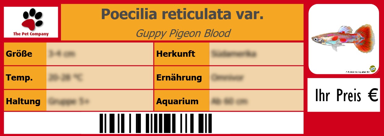 Poecilia reticulata var. Guppy Pigeon Blood 105 x 38 mm