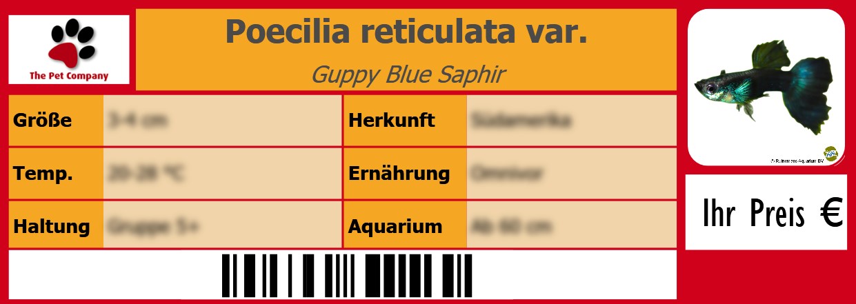 Poecilia reticulata var. Guppy Blue Saphir 105 x 38 mm